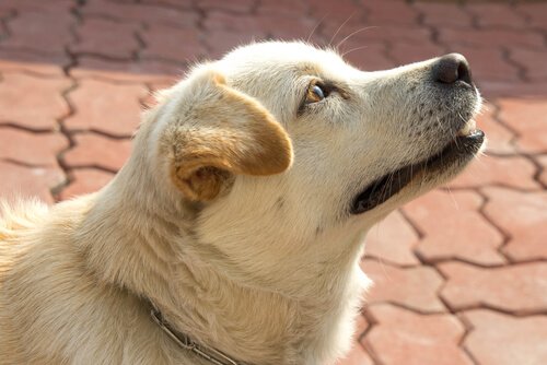 Koiran ajantaju liittyy eläimen nenään
