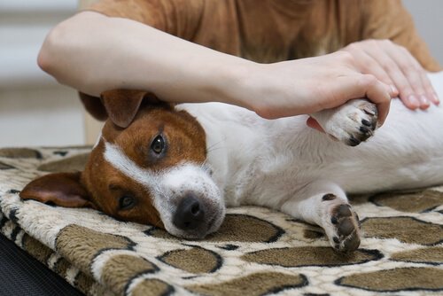 Koiran tassuisuus: Onko lemmikkisi vasen- tai oikeatassuinen?