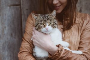Mikä on kissan toksoplasmoosi ja miten tartunta vältetään?