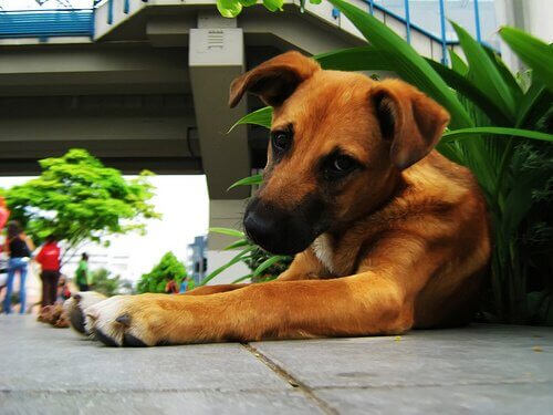 Miksi koira syö kasveja kotona ja mitä käytökselle voidaan tehdä?