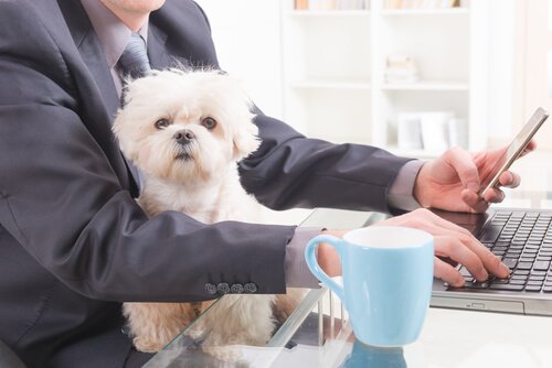 Kannattaako ottaa koira mukaan työpaikalle?