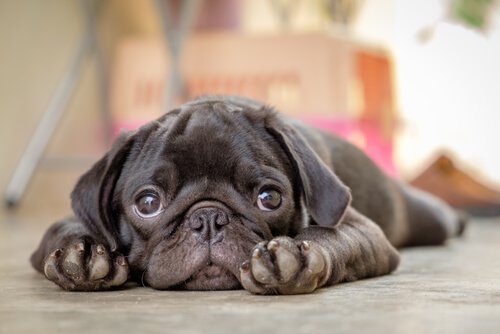 Mikä on koiran parvovirus ja miten se vaikuttaa eläimen terveyteen?