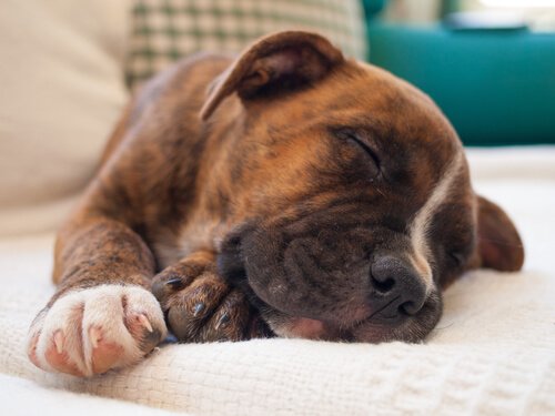 Näkeekö koira unia samalla tavalla kuin ihminen?