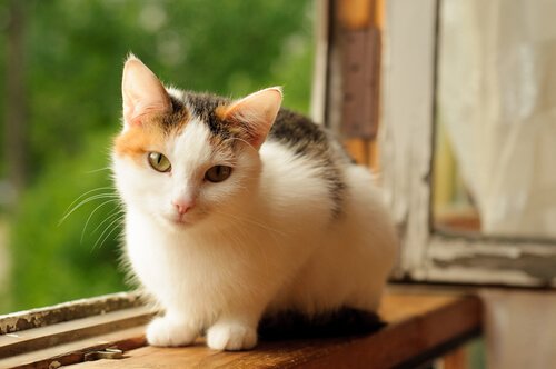 Miksi kolmiväriset kissat ovat lähes aina naaraita?