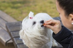 Koiran palkitseminen: Vinkkejä ja mietittävää