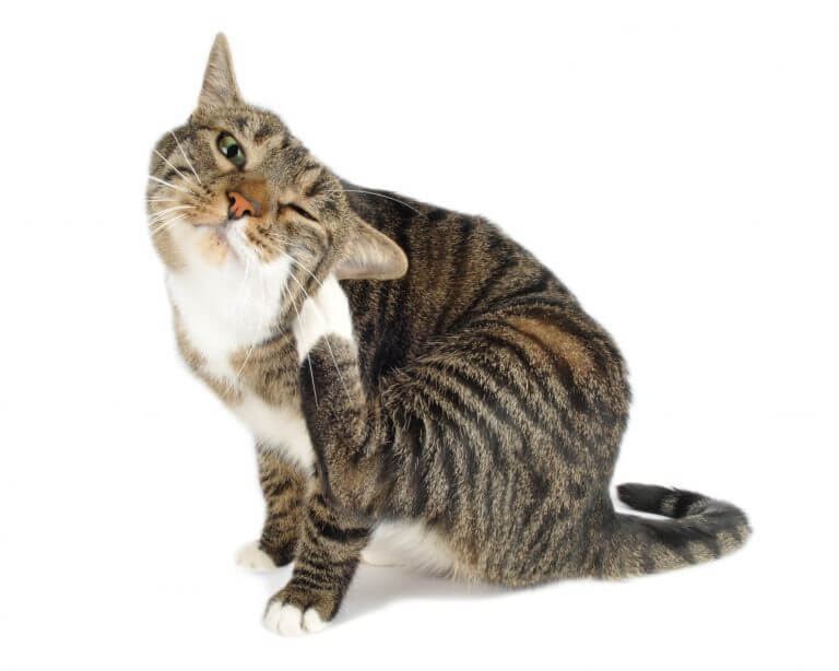 Kannattaako kissan käyttää kaulapantaa?