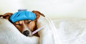 Koiran aivokalvontulehdus: Syyt, oireet ja hoito