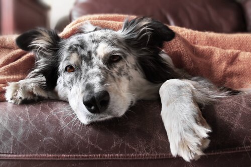 Koiran influenssa: Oireet ja hoito