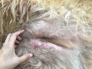Koiran ihosyöpä: Syyt, oireet ja hoito