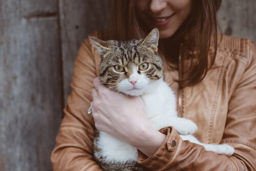 Mitä sairauksia kissa voi tartuttaa ihmiseen?