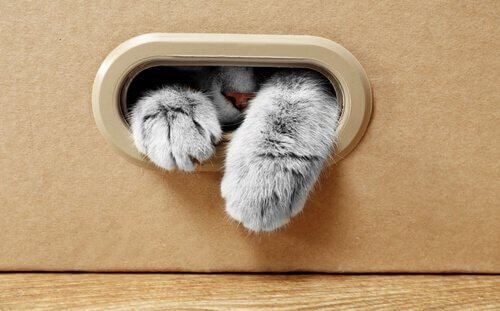Miksi kissat pitävät pahvilaatikoista?