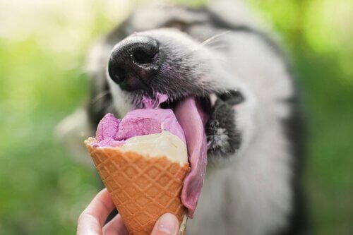 Koira syö jäätelöä