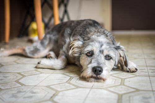 Mistä koiran ahdistus johtuu ja miten se ilmenee?