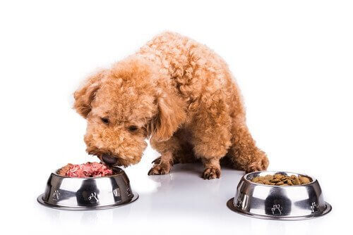 Millainen luonnollinen ruoka sopii koiralle?