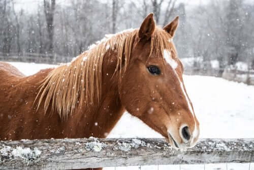 Hevosen hoito talvella