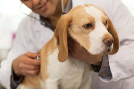 Koirien yleisimmät matotartunnat ja niiden hoito