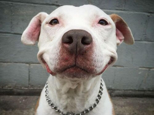 Hymyilevä koira pelastettiin kadulta