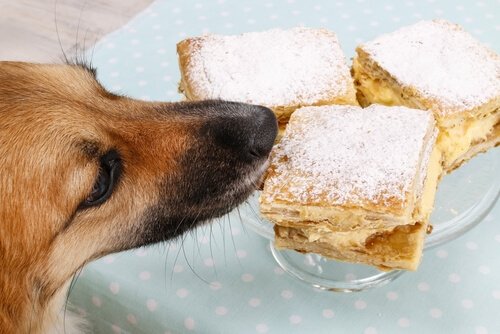 Miksi koira varastaa ruokaa ja kuinka huono käytös saadaan loppumaan?