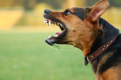Kuinka toimia, jos koira muuttuu aggressiiviseksi?