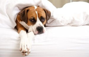 Mitkä merkit kertovat koiran kuumeesta ja miten kuumetta voidaan alentaa?