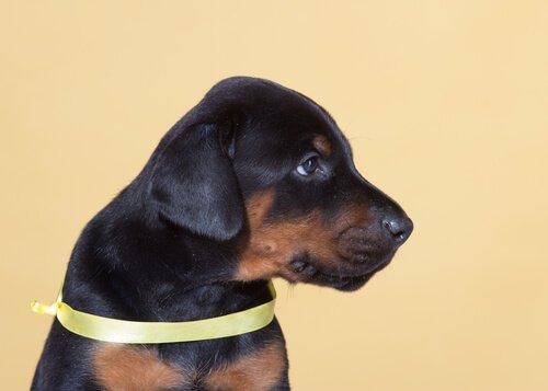 The Yellow Dog Project: Keltainen nauha kertoo koiran tarvitsevan tilaa