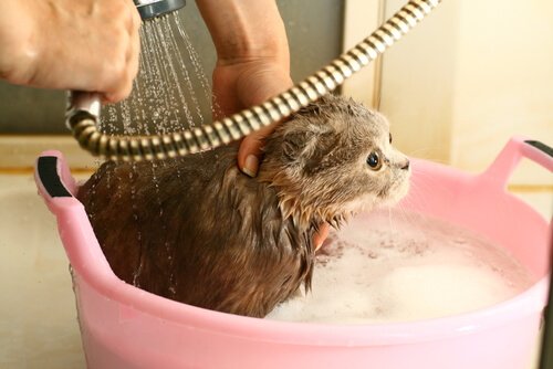 Kuinka puhdistaa kissan turkki ilman kylpyä?