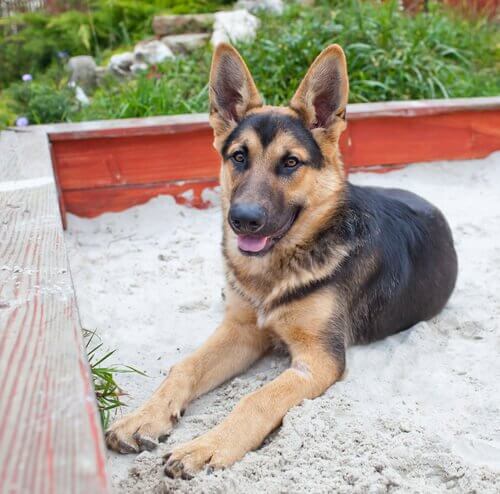 Onko koiran hiekkalaatikko missään tilanteessa hyödyllinen?