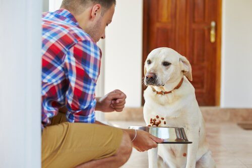 Koiran munuaisten vajaatoiminta ja suositeltu ruokavalio