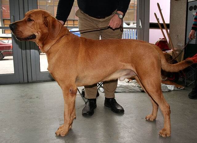 Broholminkoira on mastiffityyppinen tanskalainen koirarotu