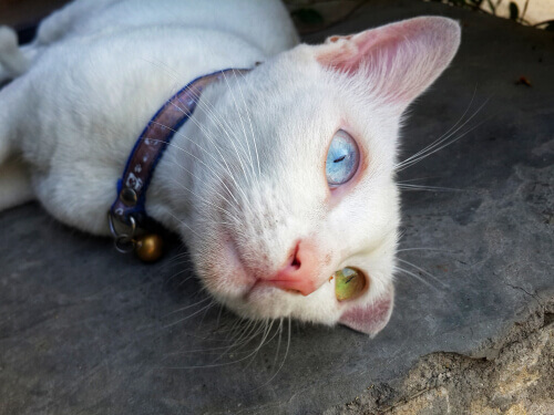 Khao Manee, kissa jolla on kaksi eri väristä silmää