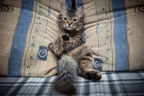 Kuinka pitää kissa poissa sohvalta?
