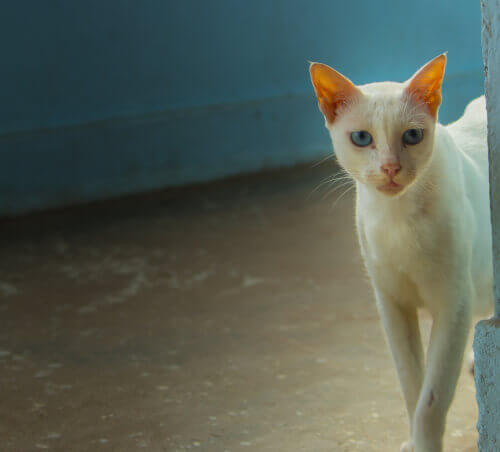 Khao Manee, kissa jolla on kaksi eri väristä silmää