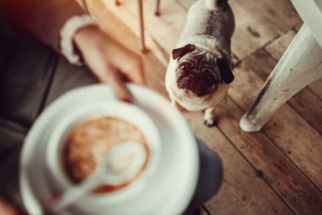 Voiko koiralle antaa keittoa?