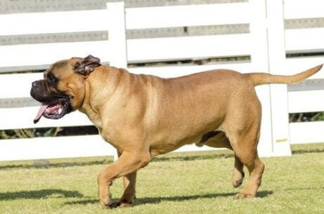 Bulldoggista ja mastiffista polveutuva bullmastiffi on komea koira