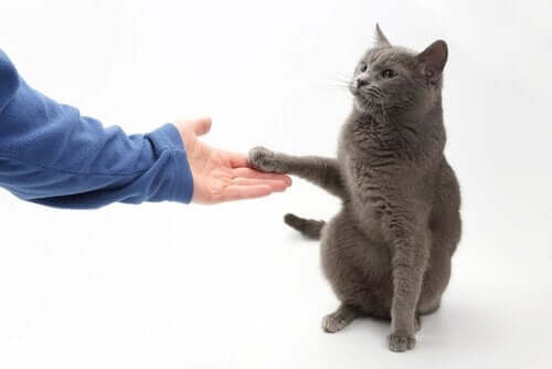Voiko kissan opettaa antamaan tassua?