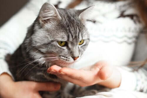 Voiko kissan opettaa antamaan tassua?