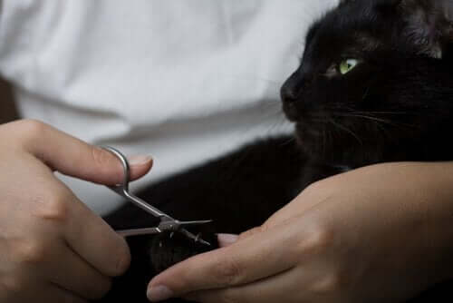 Kissan kynsien leikkaaminen