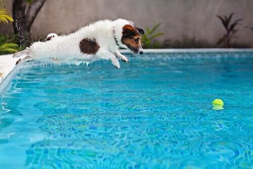 Uima-allas koirataloudessa