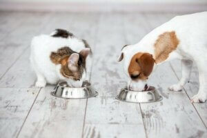 Mistä tunnistaa laadukkaan kissan- tai koiranruoan?