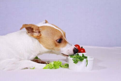 6 salaattireseptiä koirille
