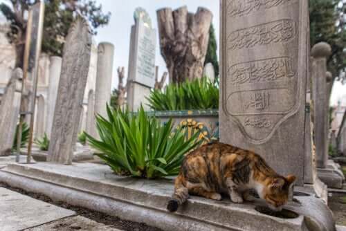 Kissojen kaupunki Istanbul