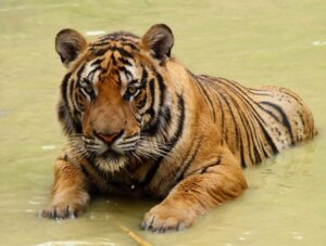 Kiinantiikeri on uhanalaisin tiikerilaji