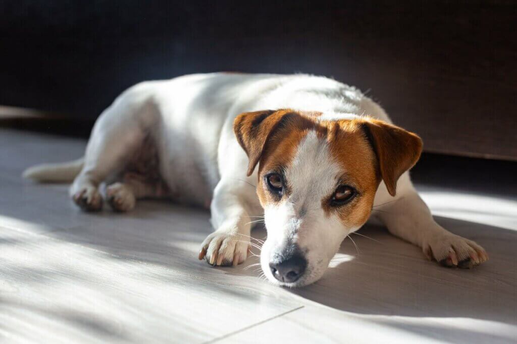 Auringon hyödyt koiralle