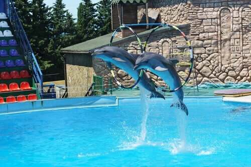 Ovatko delfinaariot eläinten hyväksikäyttöä?
