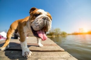5 koirarotua, jotka eivät viihdy kuumassa säässä