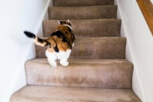Miksi kissa säntäilee ympäri kotia pää kolmantena jalkana?