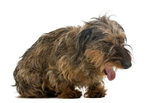 Yleisimmät hengitysvaikeuksia aiheuttavat sairaudet koirilla