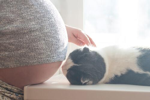 4 myyttiä kissoista ja raskaudesta