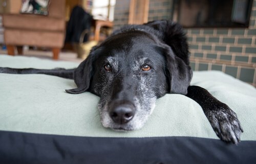 5 koiran ikääntymisen merkkiä ja vinkit vanhan koiran hoitoon