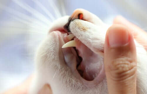 Kissan hammassyöpymä